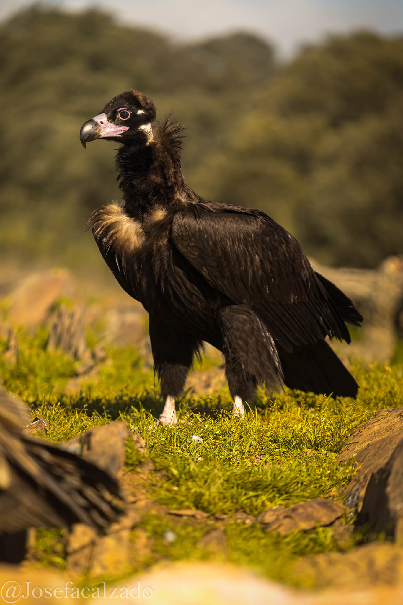 Perfil de un joven buitre negro
