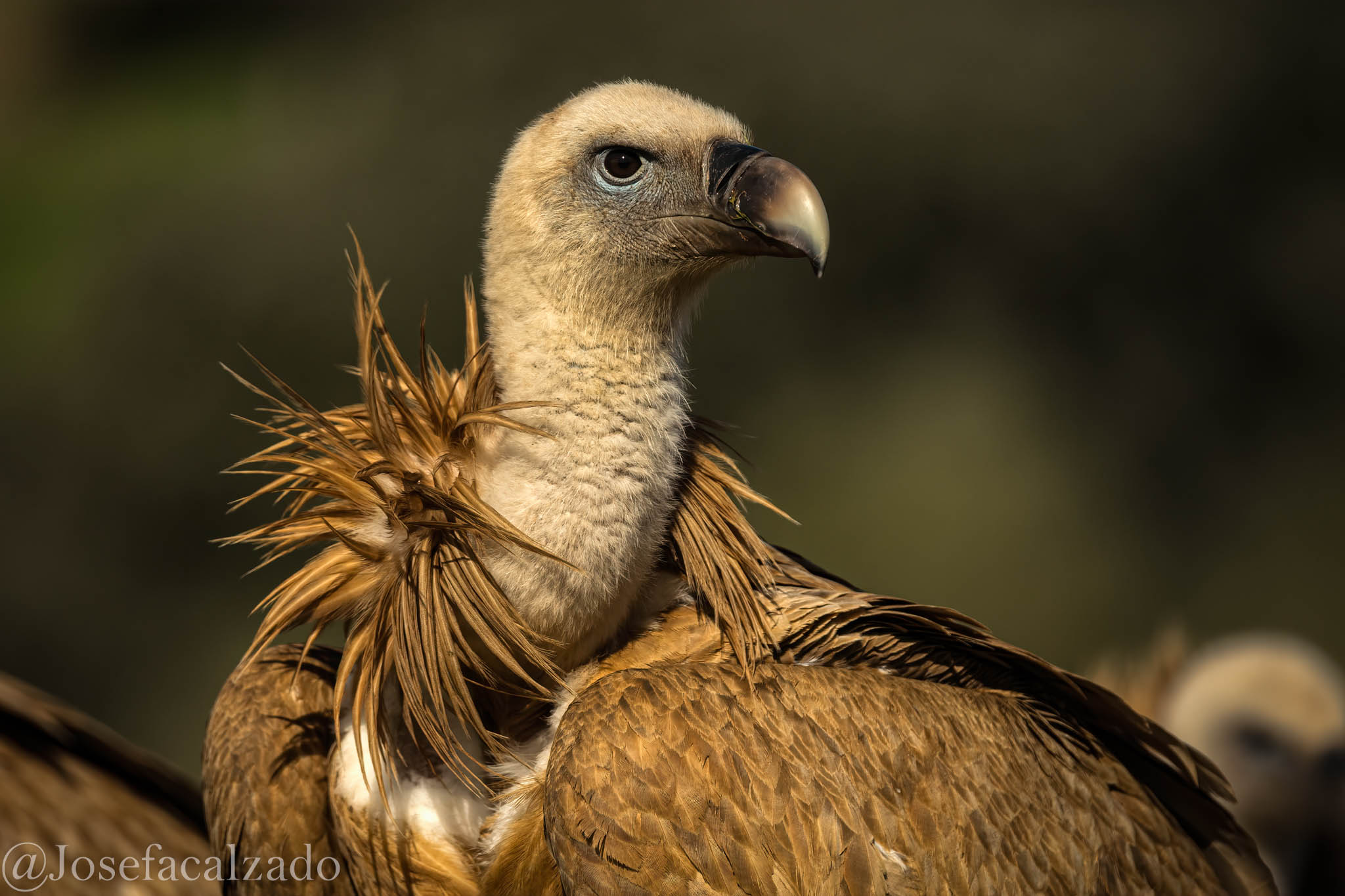 Primer plano de buitre leonado