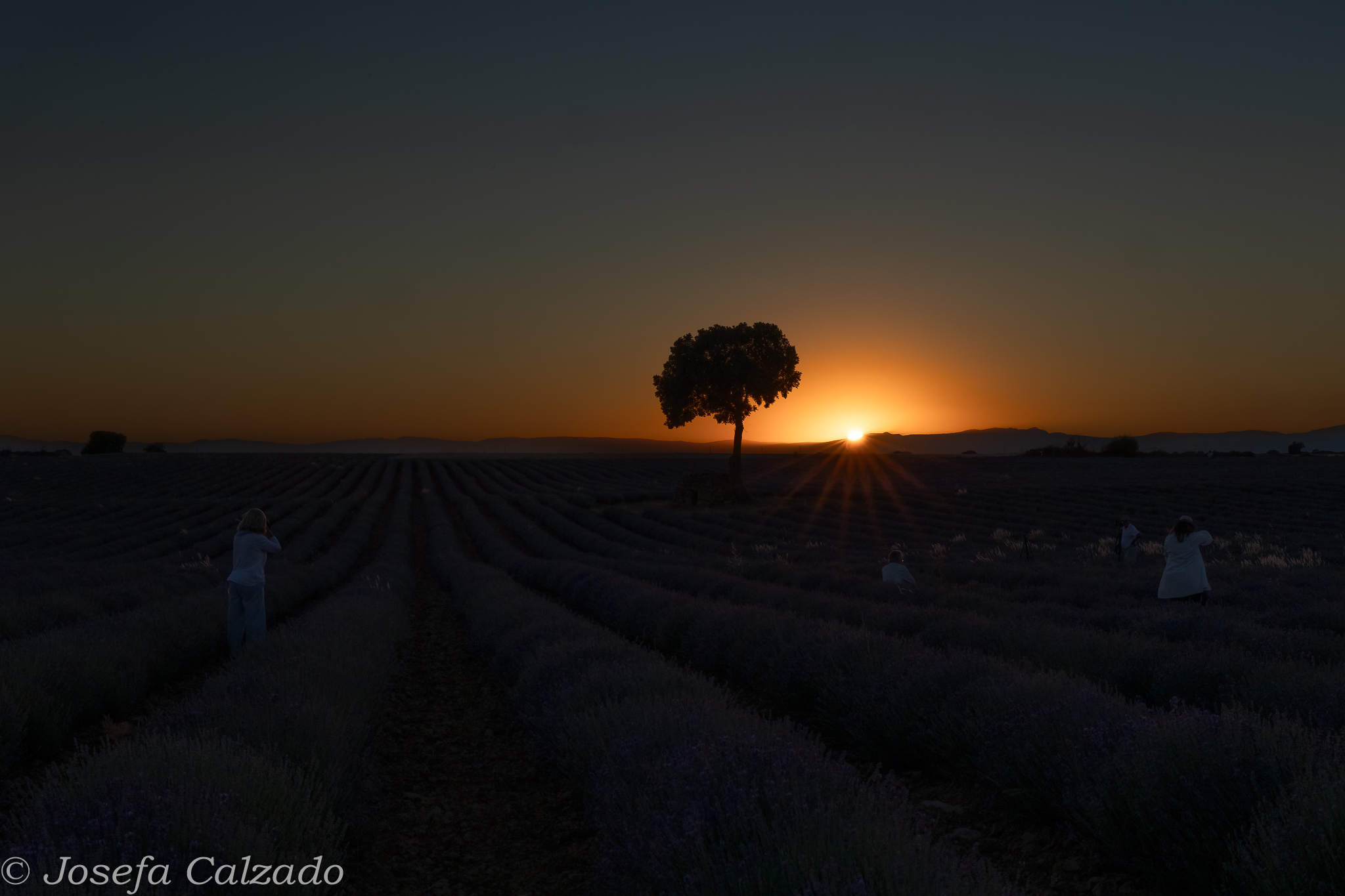 Atardecer en los campos de lavanda