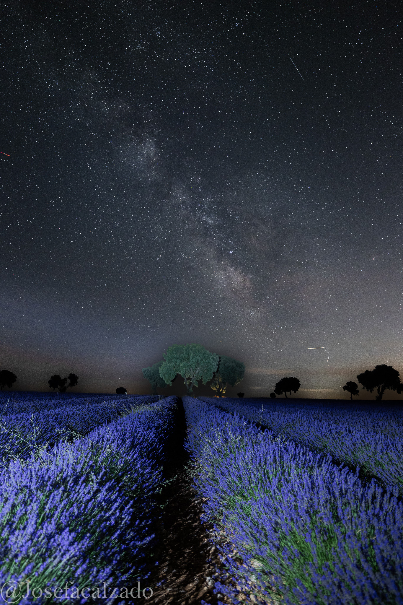 Noche estrellada en la lavanda