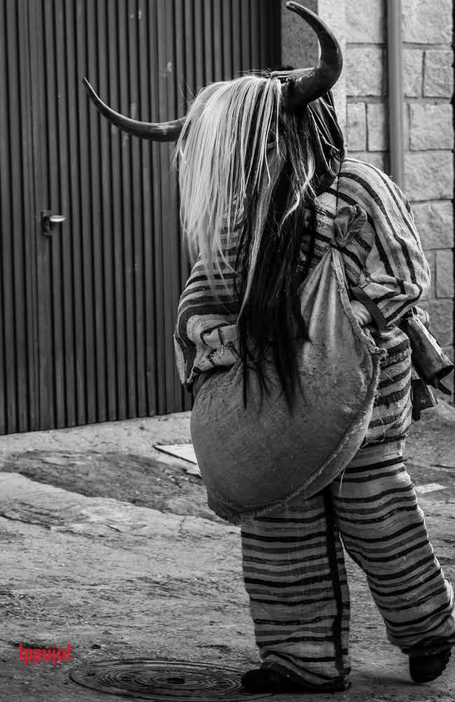 Harramacho trashumante